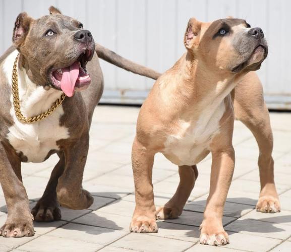 American bully xxl 