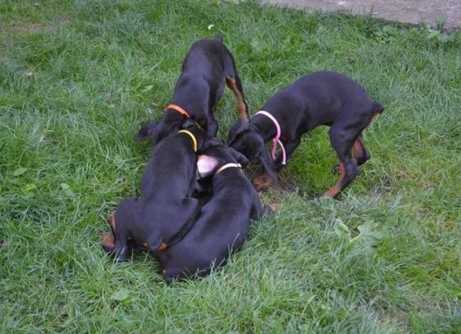 Doberman, štenad odličnog pedigrea 