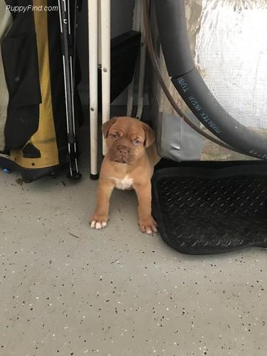 Štenad Dogue De Bordeaux