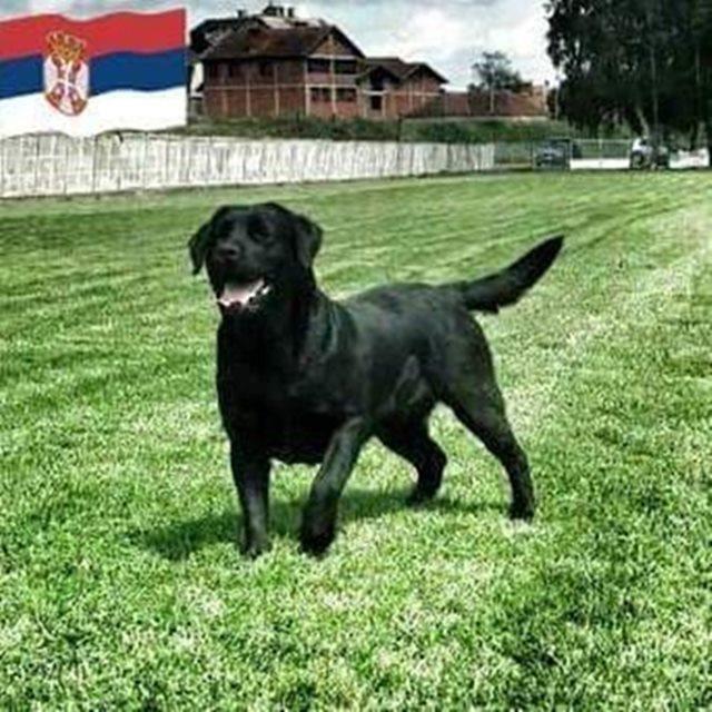 Labrador-retriver-stenci---vrhunsko-leglo