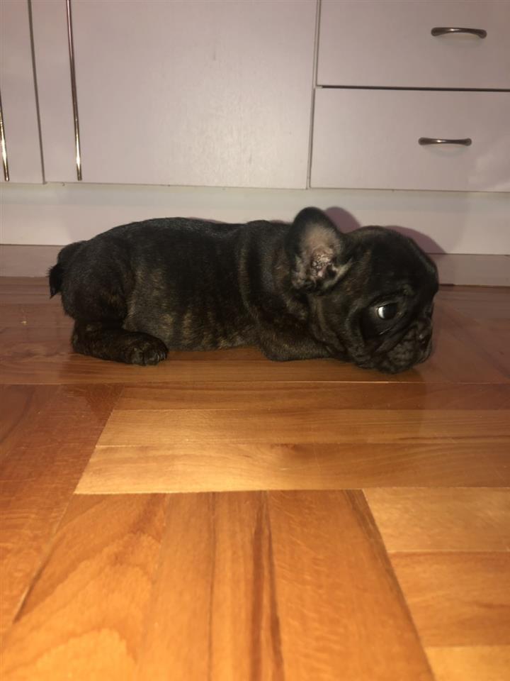 Francuski-buldog-štenci