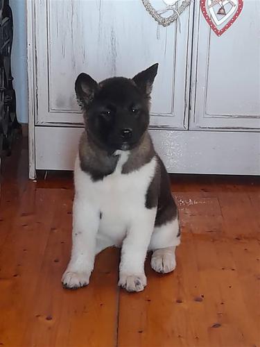 američka akita 
