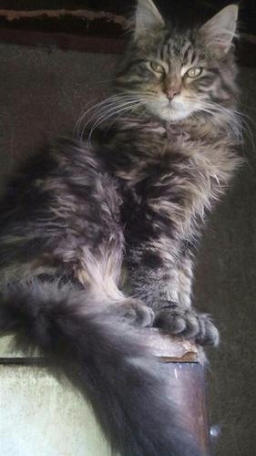 Maine coon mace persijske i turska angora
