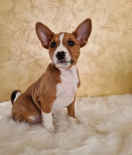 Basenji štenci