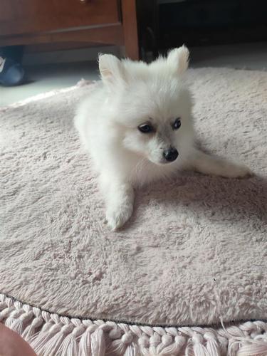 Pomeranski spic