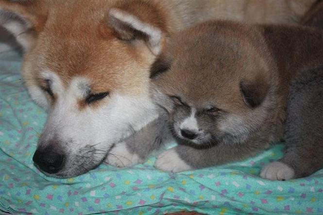 Akita inu