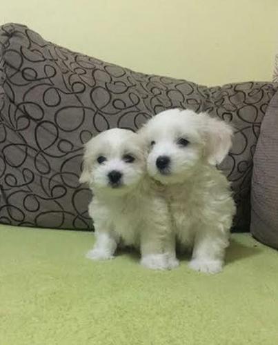 Coton de tulear, vrhunski štenci