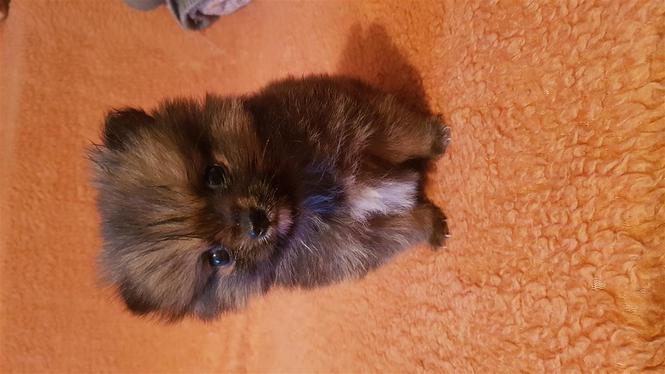 Na prodaju pomeranci