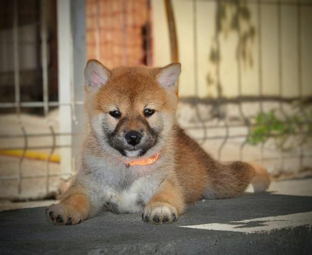Shiba Inu prelepi štenci