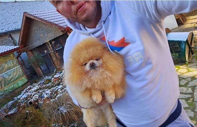 Savršena-pomeranac-ženka
