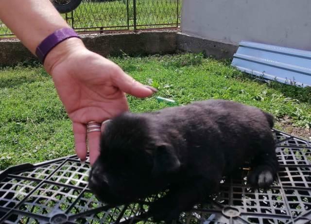 Čau-Čau--Chow-Chow--štenad