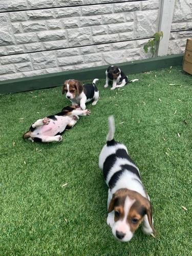 Dostupni su vrhunski beagle mladunci