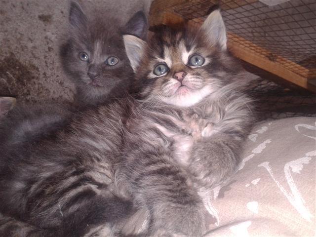 Maine coon i sibirka