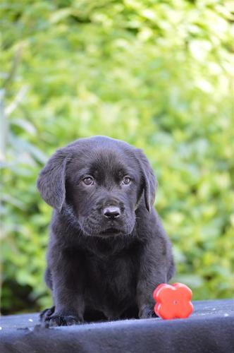 Labrador retriver stenci
