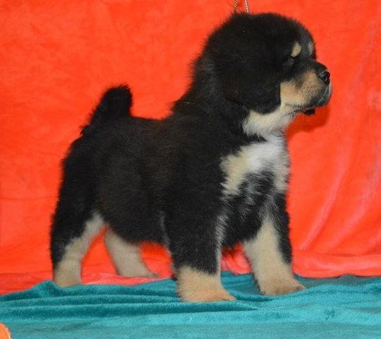 TIBETSKI-MASTIFF---stenci-na-prodaju