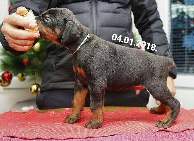 DOBERMAN stenci vrhunskog kvaliteta