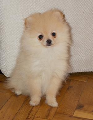Pomeranac - Nemački Patuljasti Špic