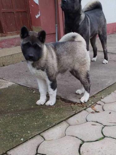 Američka Akita žensko štene