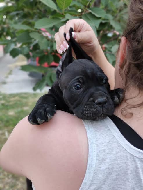 Cane-Corso-štenci-