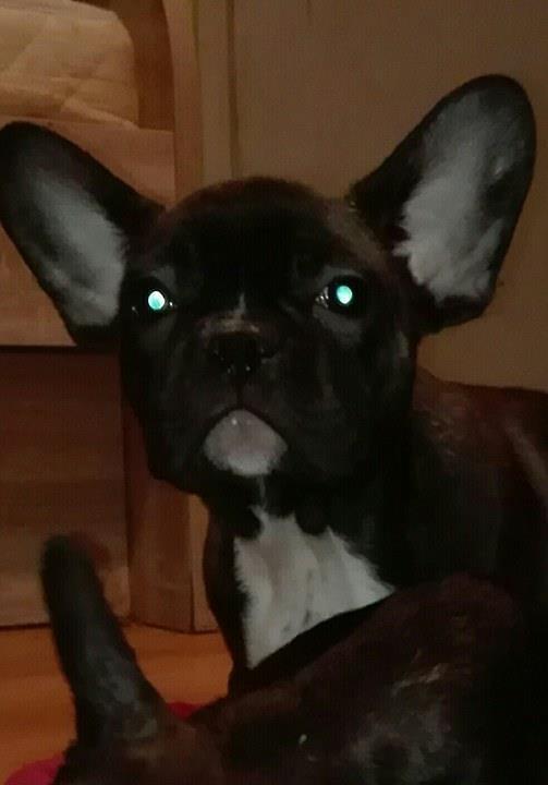 Francuski-buldog