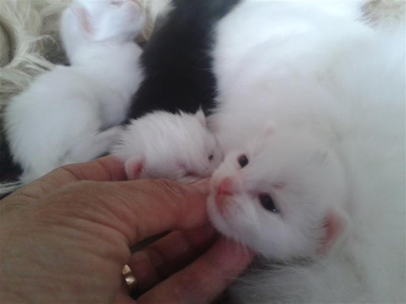 Maine-coon-i-sibirka