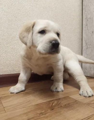 Labrador retriver i bulmastif štenci na prodaju