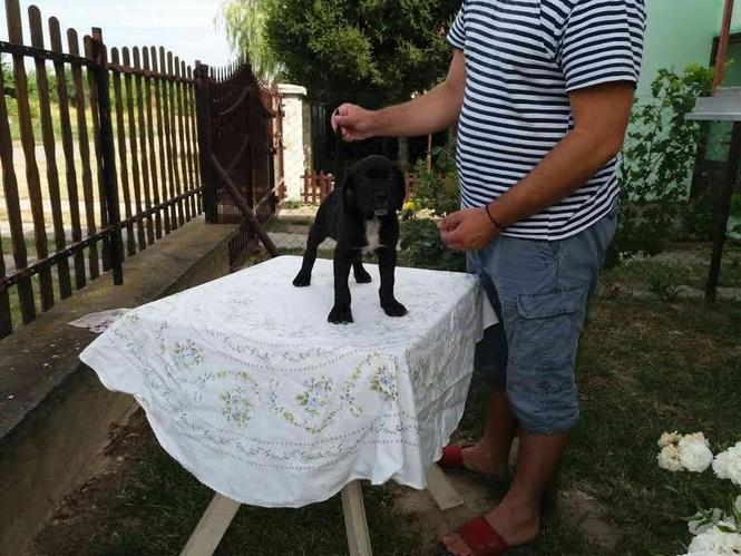 Cane Corso izložbenog potencijala 