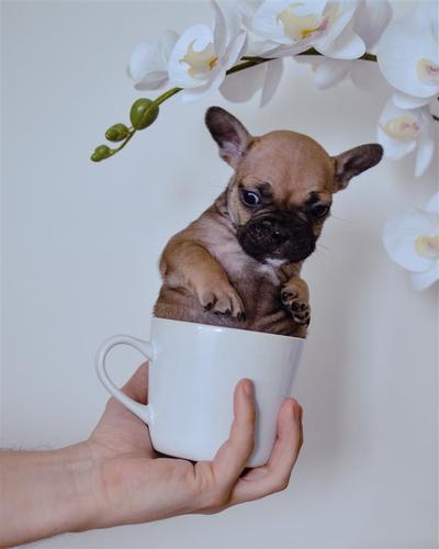 Francuski buldog