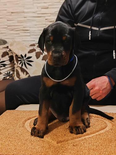 Doberman