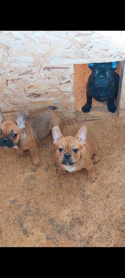 Francuski-Buldog--prelepi-štenci