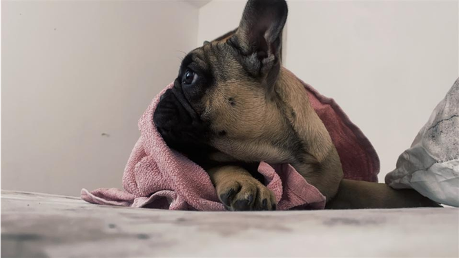 Francuski buldog štenci