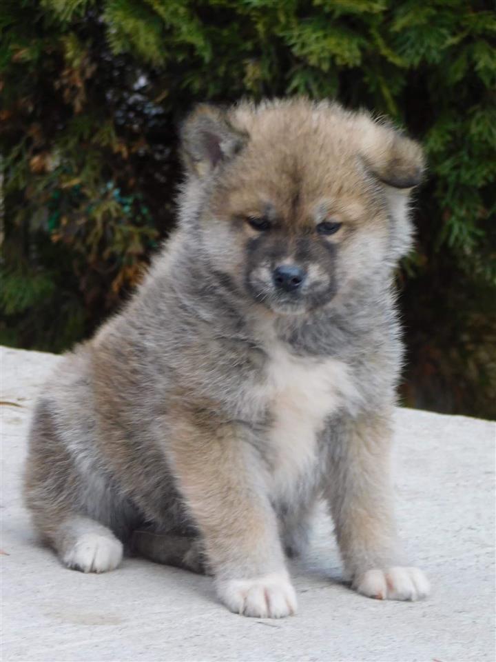 Japanska-akita-štenci