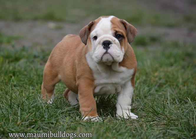 Engleski buldog