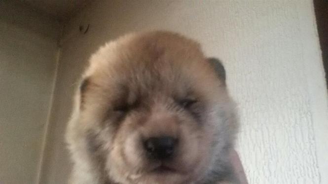 Akita inu štenci 