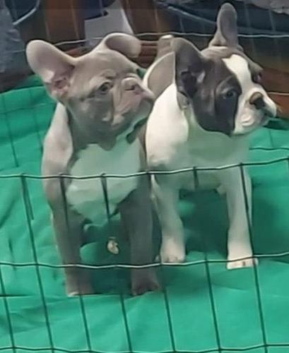 Francuski buldog štenci egzotičnih boja
