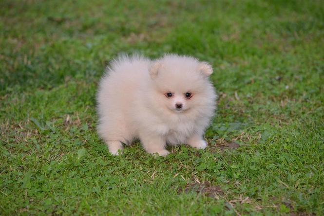 Pomeranac PRELEPI štenci