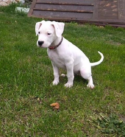 Dogo-Argentino---POVOLJNO-