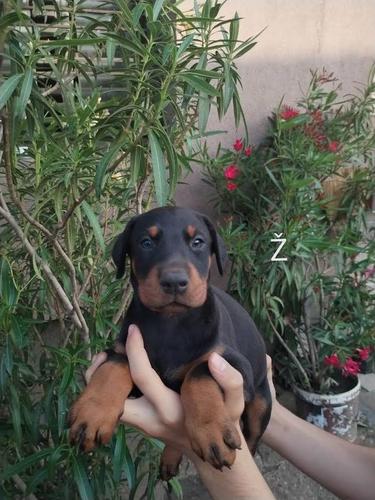 Doberman štenci