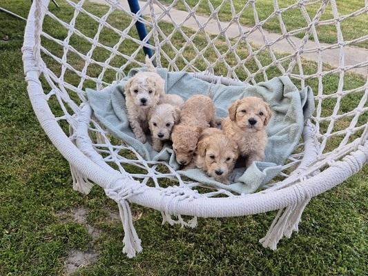 Maltipoo štenci