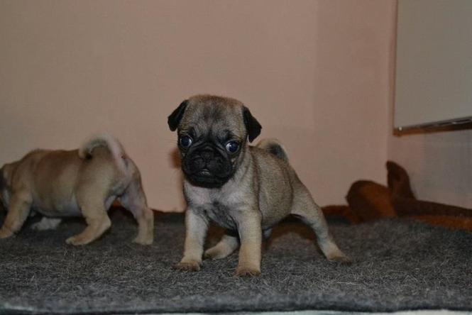Mops stenci