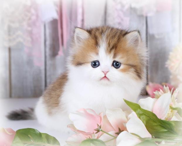 SUBLIME HAT RAGDOLL HUMBJE P FR FARMING OSE COMPAG