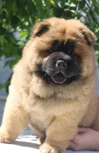 Chow chow i Vajmarski pticar stenci na prodaju