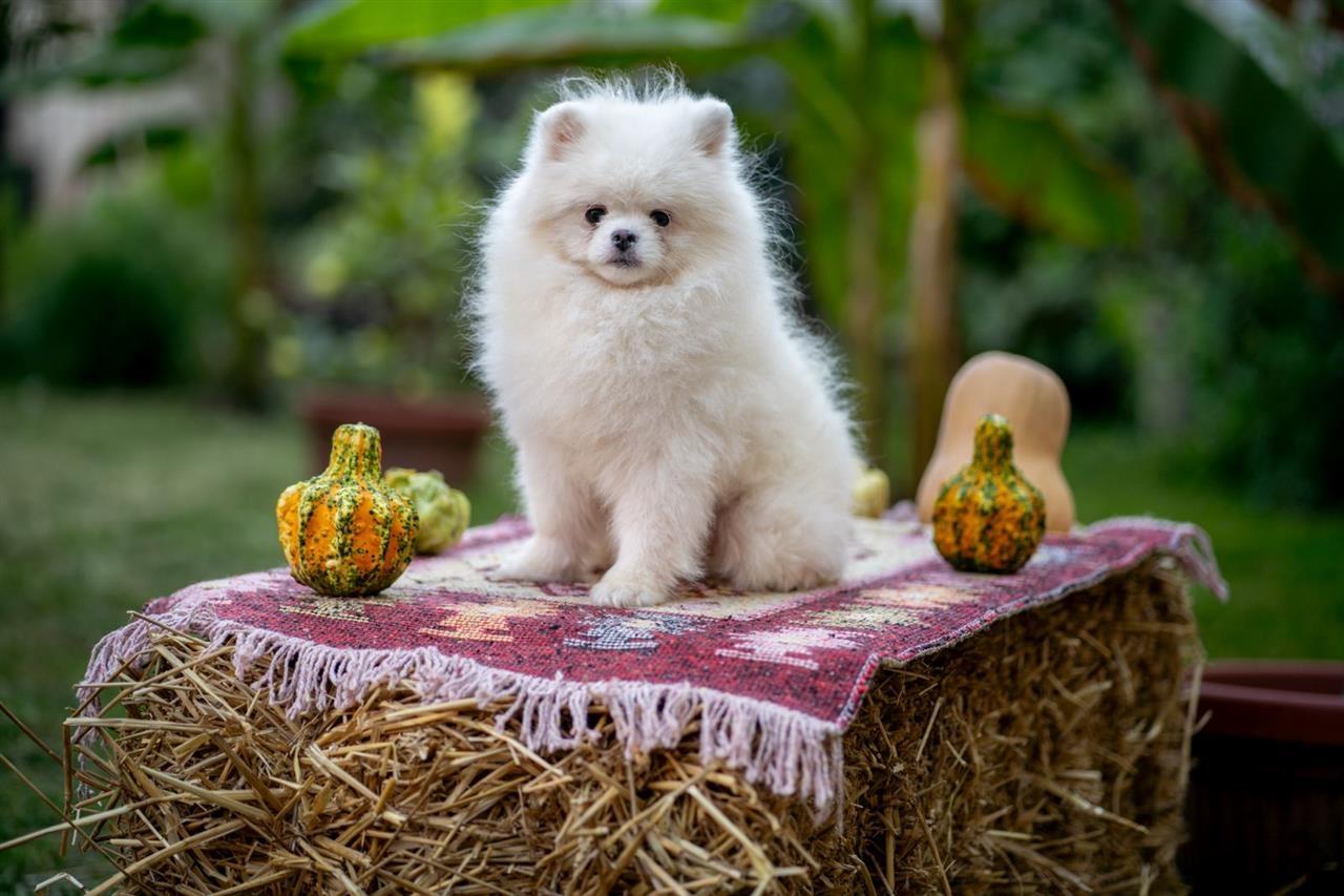 Pomeranac-štenci-