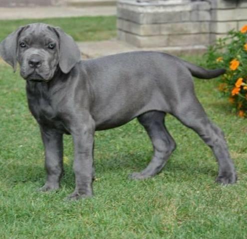 Sivi cane corso stenci