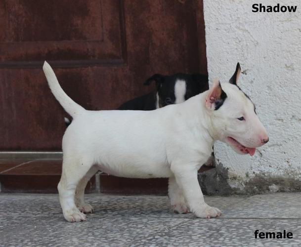 Mini bullterijer štenci