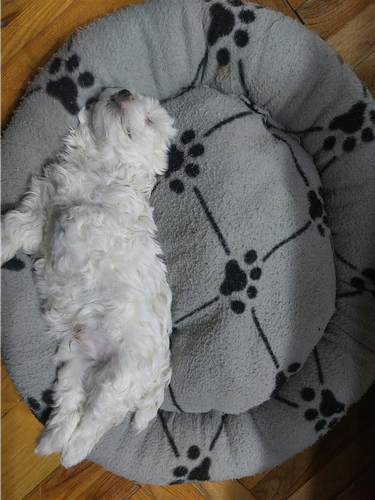 Maltezer