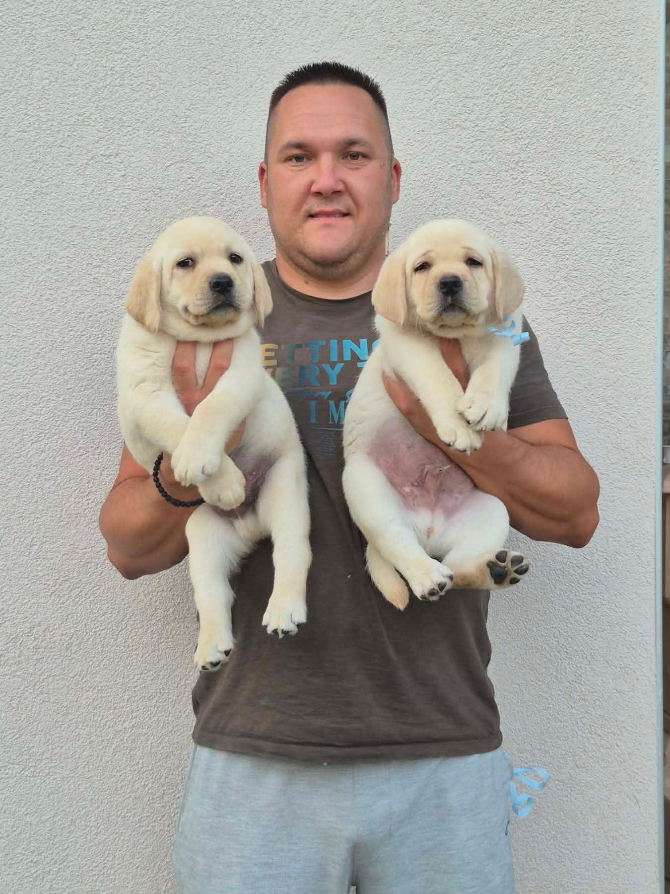 Labrador-retriver-štenci--prelepi
