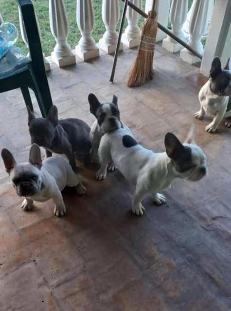 Francuski-buldog--egzotični-štenci