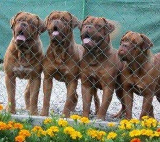 Bordoska Doga 
