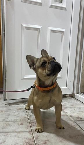 Francuski buldog
